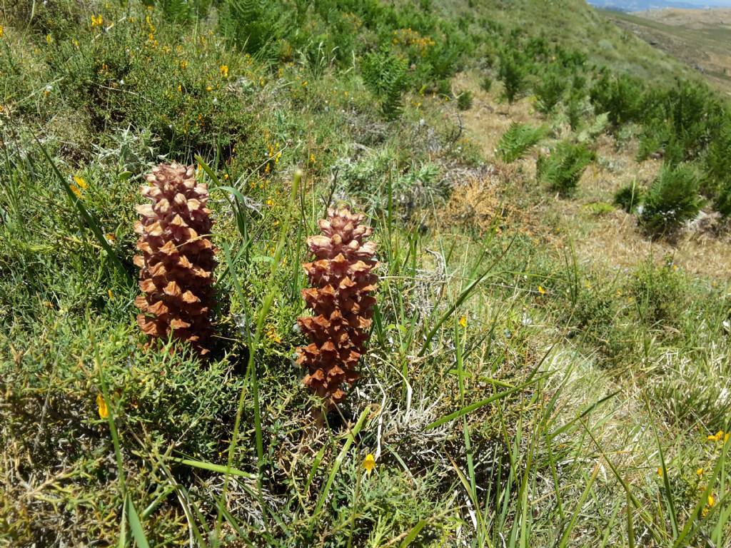 Orobanche rigens